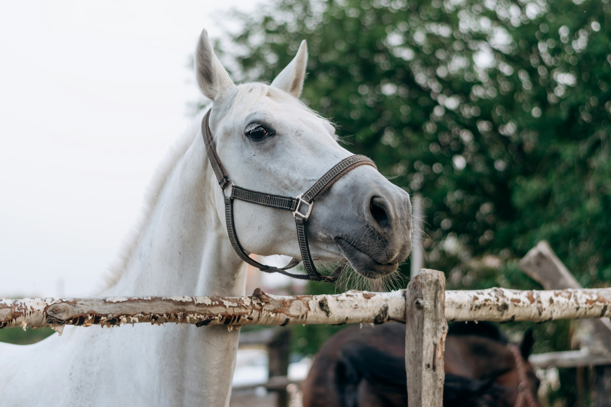 White Horse