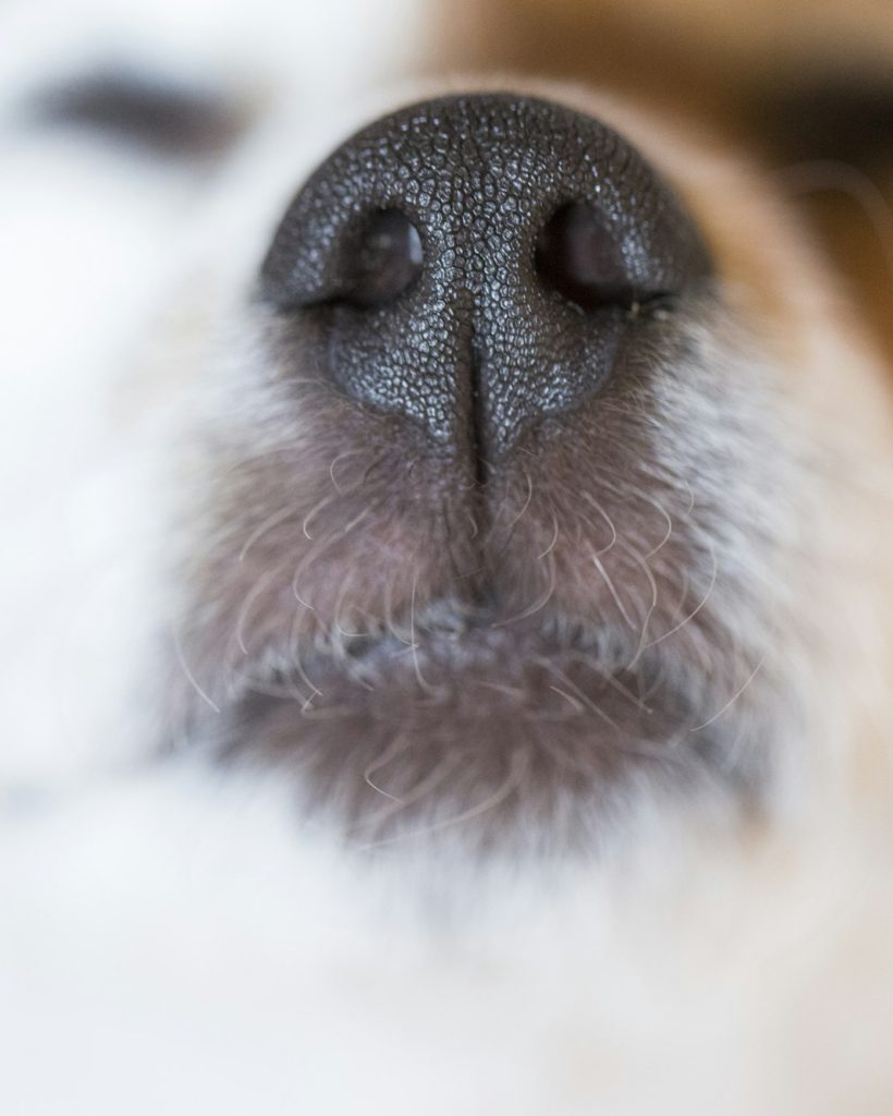 close up macro view of a cute small snout of a dog with black nose and white fur. Pets indoors